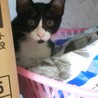 黒白ねこのセリちゃん里親さん募集 サムネイル4