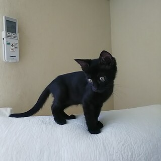 屋久島生まれ♡黒猫のベルちゃん