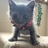 綺麗なグレーのるなちゃん・ミルクで育ちました サムネイル3