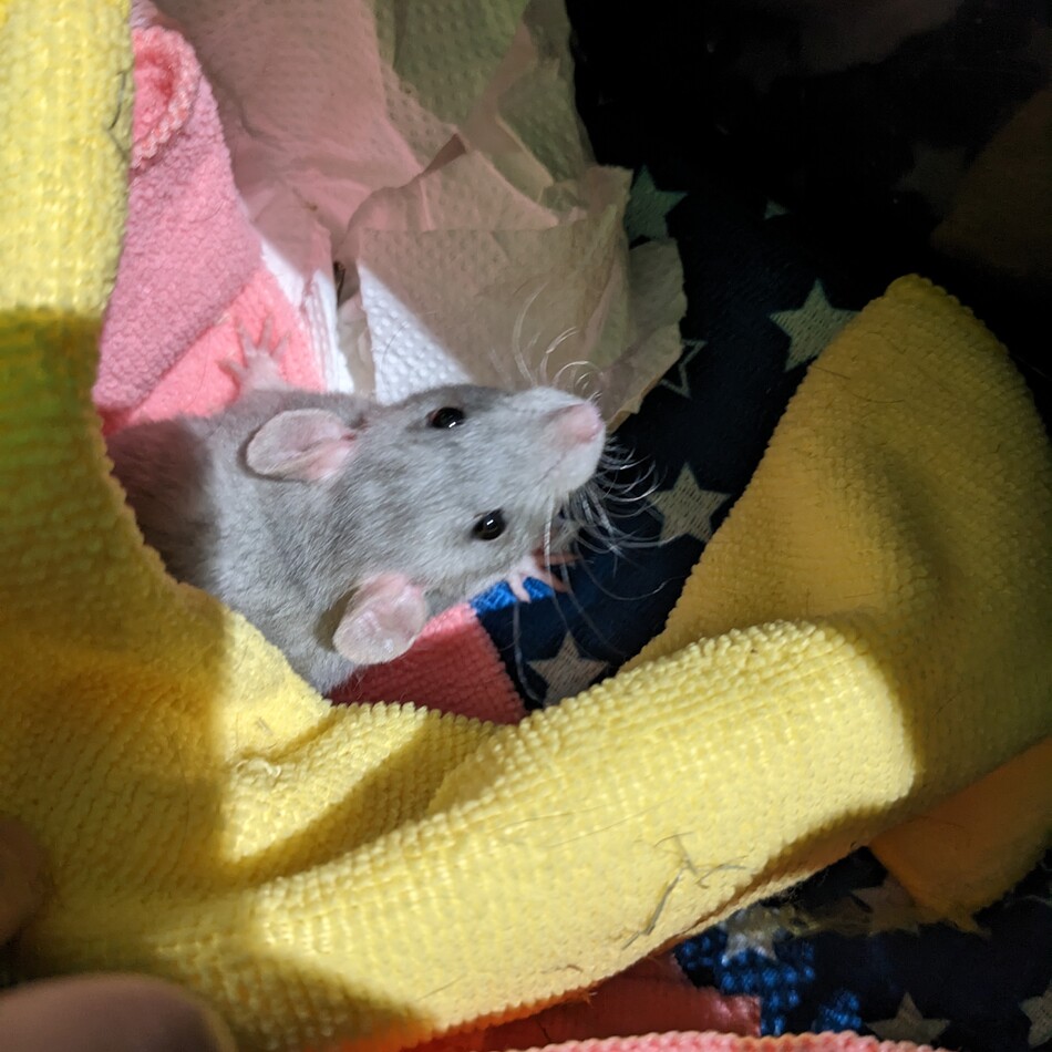 紫苑のカバー写真