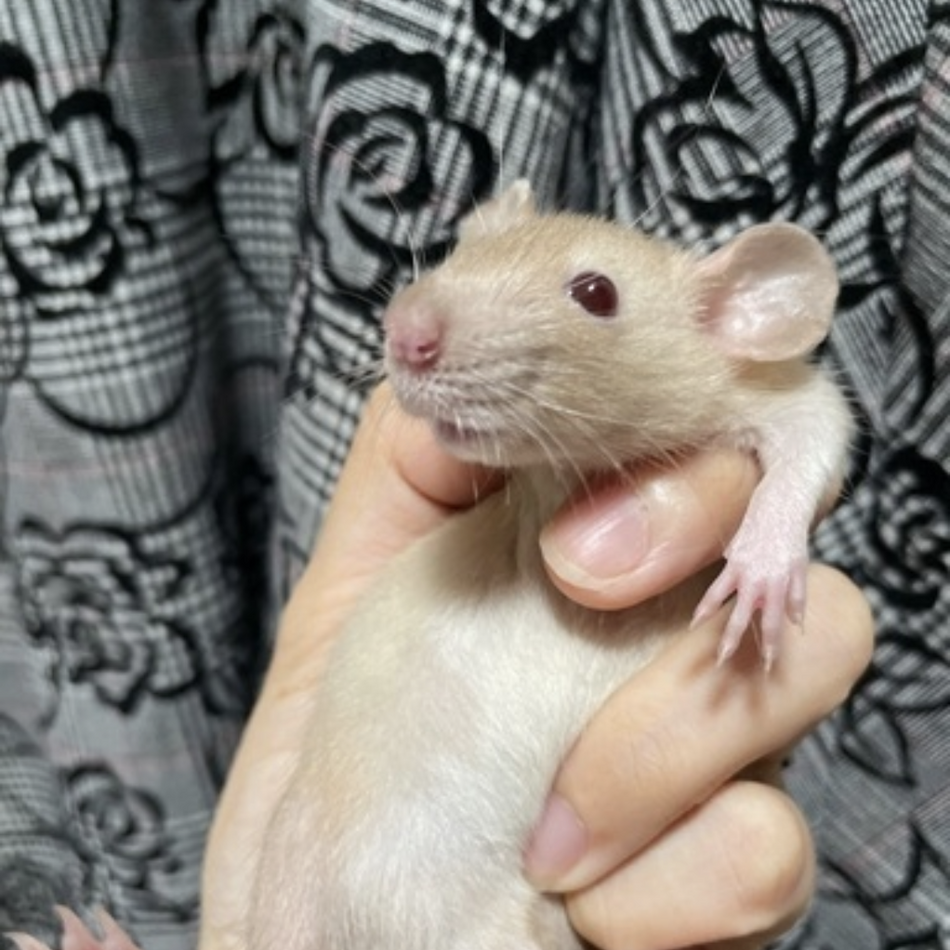 マロンのカバー写真