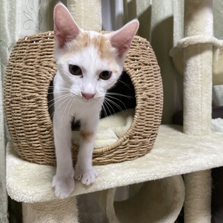 マイペースなチェイス君