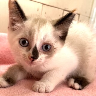 里親決定。ジューシーちゃん