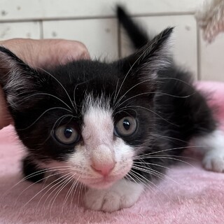 里親決定。アグー君