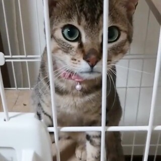 10/28福島市飯坂町譲渡会参加予定　アトムくん♪