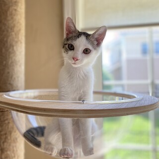 ごろごろにゃんこ ★ 琴子