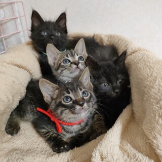 生後１ヶ月半、ふわもふ＆ぱちくり兄妹