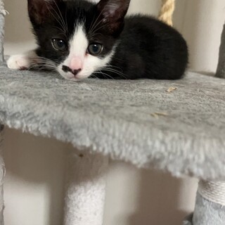 慣れ慣れハチワレ子猫♂