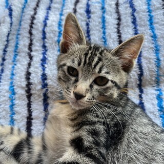 ミルクから育てましたリョウマくん♂