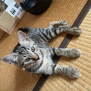 可愛い子猫です