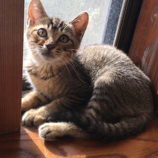 仔猫の里親募集