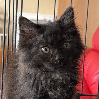 美しい長毛黒猫カカオちゃんの里親さん募集