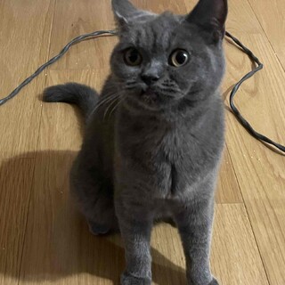 ブリティッシュショートヘア　生後6か月
