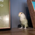 コザクラインコのウリちゃん