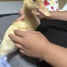 アヒルのヒナ サムネイル2