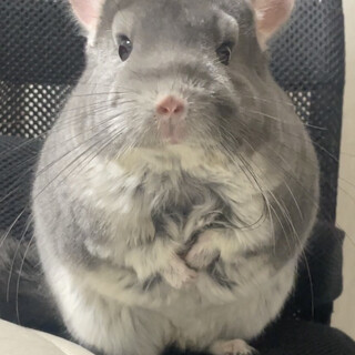 チンチラバイオレットの女の子