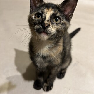 かっこいいサビ柄ゆうちゃん