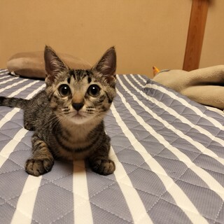 可愛いキジトラねねちゃん♀