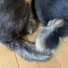 サンシー