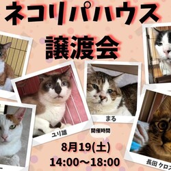 保護猫譲渡会@ネコリパハウス高円寺