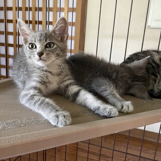 人慣ればつぐん★！グレータビーの王子オクト