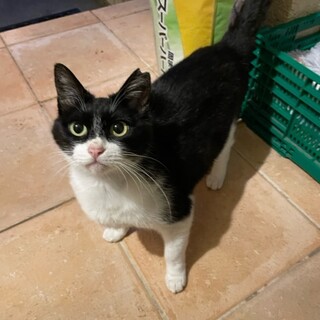 人懐っこい小さめの苦労ニャン