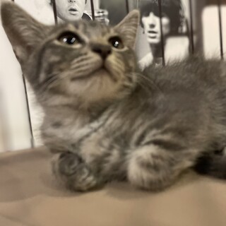 ひと&猫慣ればつぐん★おっとりグレータビー王子はち