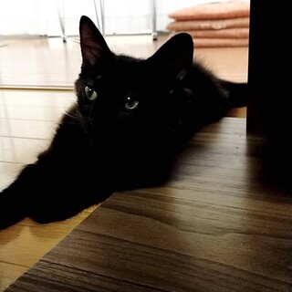 ふわふわ黒長毛　ぼくは元気なカリメロく〜ん♪