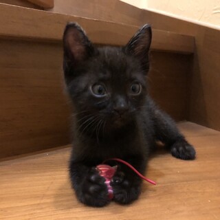 人慣れした黒猫１か月半薄墨縞子猫