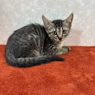 人慣れ修行中につき時間の取れる方お願い❤️たまみ