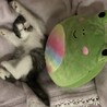 ちゃるめらら