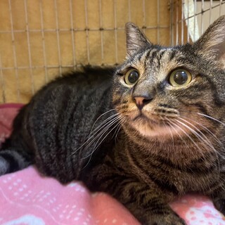 穏やかで気の優しいソラ君とゆったり猫ライフを