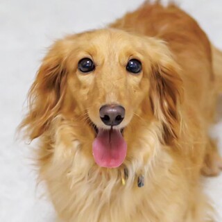 好奇心いっぱい！瞳が魅力的な人懐っこい女の子♡