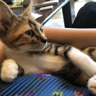 性格もお顔も可愛い仔猫の赤三毛のめい！