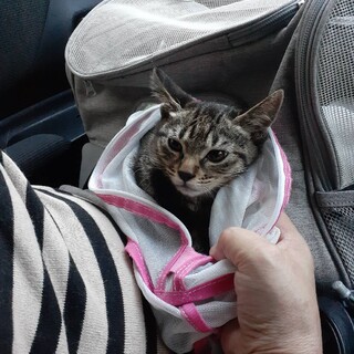 キジ兄弟  ラン君 