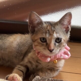 遊びが大好きな可愛い女の子