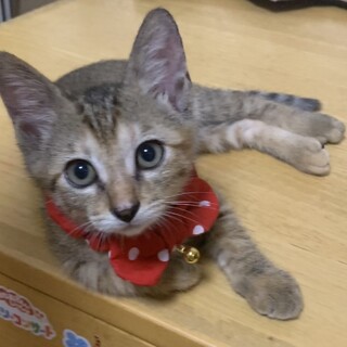 遊びが大好きな可愛い女の子