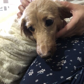 ミニチュアダックスフンド　女の子♀　１１歳