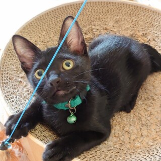 【9/18譲渡会参加】陽気満タン子猫❤️サンボ君