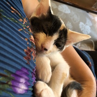 おっとり美人で可愛い白ミケ子猫のゆい！