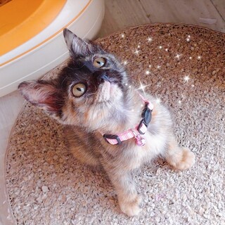 【10/1譲渡会】サビ猫マニアさん必見！カリン