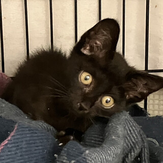 9/13期限Help！美黒猫❤️みずこちゃん