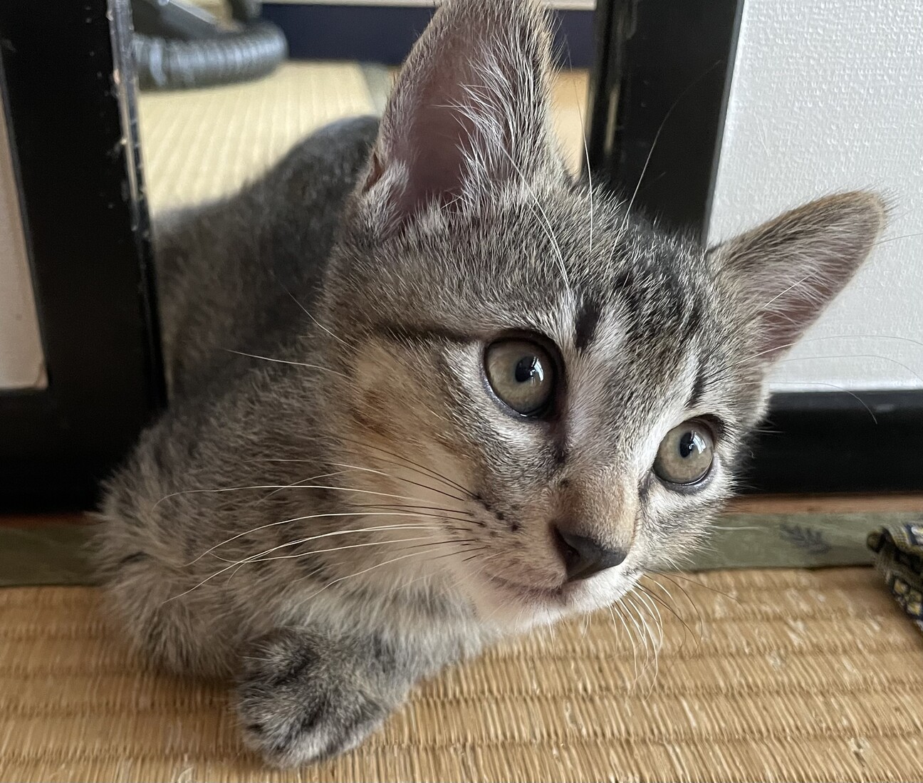 急募】こねこ（キジトラ」福島県 - 猫の里親募集(464665) :: ペット