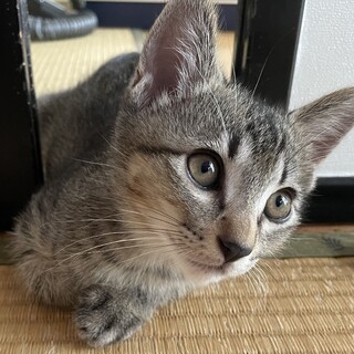 【急募】こねこ（キジトラ/オス）-2/4