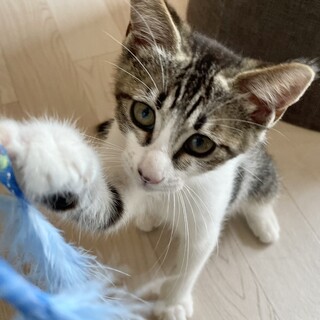 トライアル予定　こねこ（キジ白/メス）-3/4