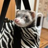 ヒメのママ