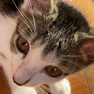 【急募】こねこ（キジ白/メス）-4/4