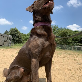 ラブラドールレトリバー の男の子