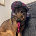 甘えん坊チュールの優しい家族を探しています