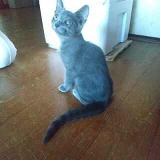 目の治療中でも元気いっぱいのお転婆メイちゃん